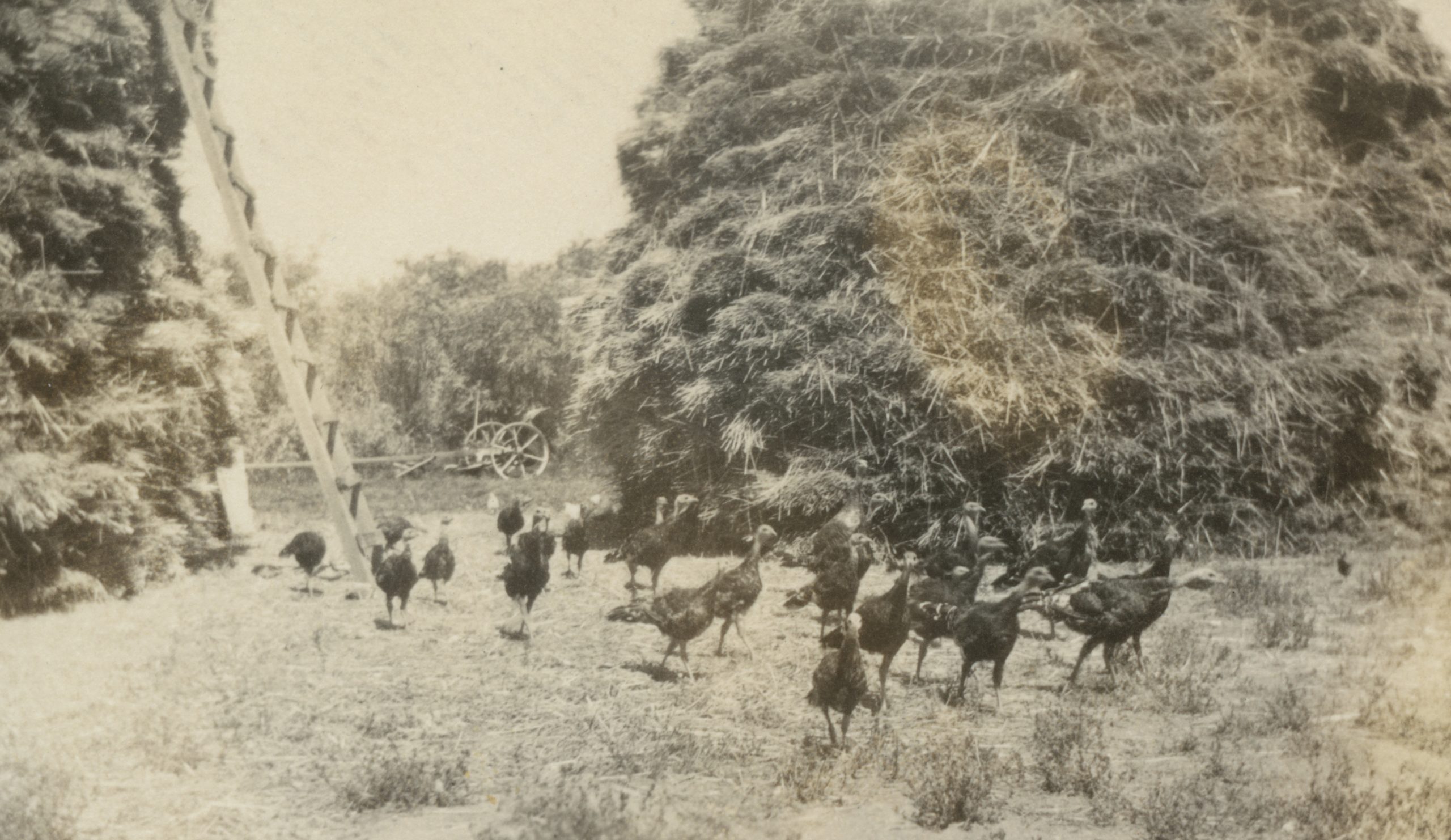 Happy Thanksgiving Holiday | Nevada Historical Society