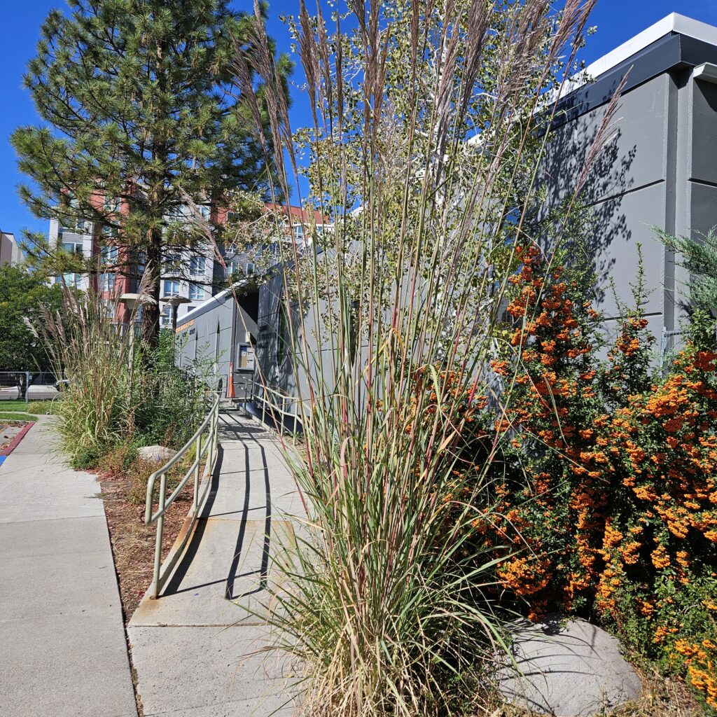 NHS building greenery along the ramp with the new paint color.